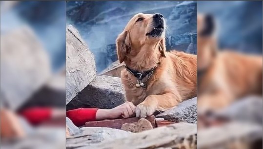 FOTOLAJM/ Ripërsëritet historia e ‘Hachikos’ nën rrënojat e tërmetit në Turqi, qeni që s’braktisi kurrë mikun e tij më të mirë