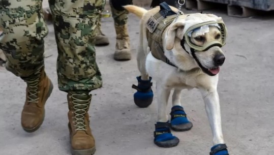 Meksika dërgon qentë e saj të famshëm të kërkimit dhe shpëtimit