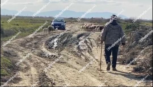 Ujqërit zbresin në ‘fushë’, dëmtojnë tufat e bagëtive në Levan të Fierit (VIDEO)