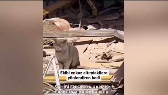 Tërmeti në Turqi, macja i 'shpëton' jetën tre personave, mes tyre një foshnje