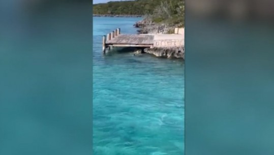 VIDEOLAJM/ Qeni përballet me peshkaqenin në Bahamas dhe arrin ta largojë, turistët në panik