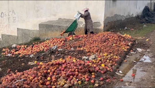 Çmim nën kosto, fermerët e Devollit presin pemët e mollëve e prodhimin e hedhin në kanal! Fermerët: Do i djeg për dru zjarri
