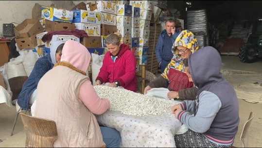 Fasulja e Maliqit stok, konkurron produkti i Kazakistanit! Fermerët: Tregtarët e marrin se ka çmim më të ulët! Shefi i 'Bujqësisë': Tregtarët e reklamojnë si vendi