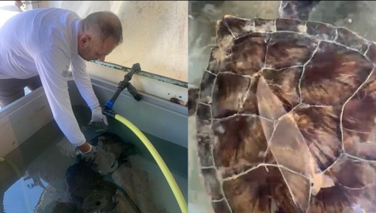 VIDEOLAJM/ Kapet specia e rrallë 'Breshka Fluturuese' në ujërat e Vlorës