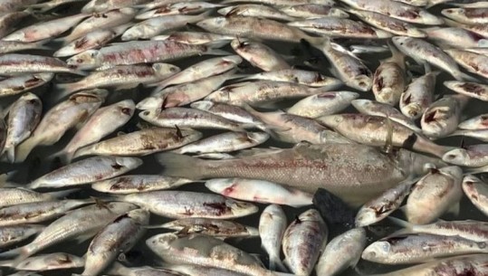 Miliona peshq të ngordhur ‘pushtojnë’ lumin në Australi