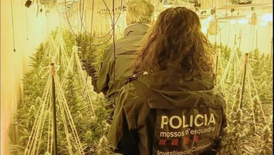Shkatërrohet rrjeti i trafikantëve të drogës në Spanjë, 20 të arrestuar, mes tyre edhe shqiptarë! Sekuestrohen 4000 bimë kanabis