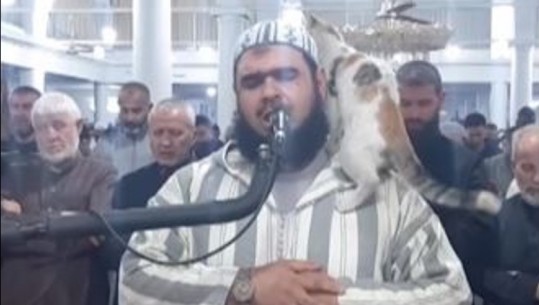 VIDEO-LAJM/ Po kryente lutje për Ramazan, macja kërcen mbi Imamin në Algjeri, pamjet bëhen virale
