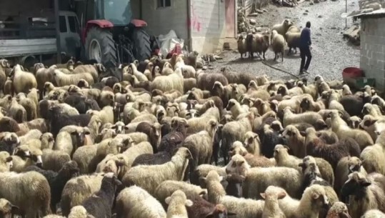 Rënia vit pas viti e blegtorisë, fermerët e Gjirokastrës kërkojnë mbështetje