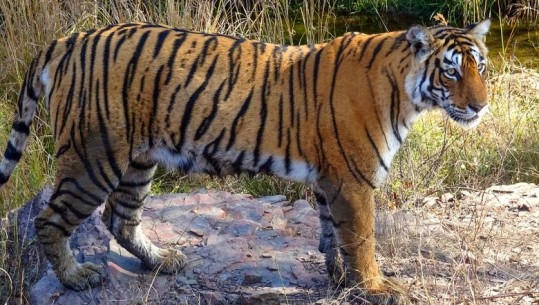 Ishin në prag zhdukjeje, raporti i ri tregon rimëkëmbje të popullsisë së tigrave të Indisë