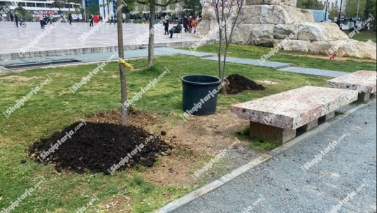 Pasdite PS nis hap fushatën, në sheshin ‘Skëndërbej’ nis puna për mbjelljen e pemëve