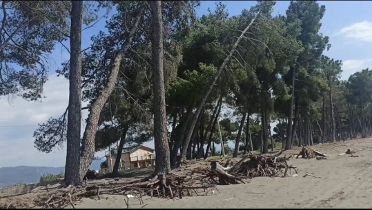 Shëngjin/ Erozioni ‘gllabëron’ bregdetin e Kune-Vainit! Eksperti: Situatë alarmante, rrezikohet infrastruktura