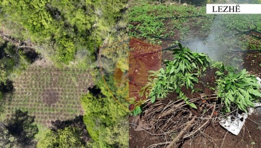 Lezhë, zbulohet parcela me 270 bimë kanabisi në Malin e Rrencit, nuk dihen kultivuesit