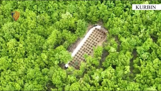 Kurbin/ Të ‘fshehura’ mes pyllit, zbulohen 3 parcela me 285 rrënjë kanabis, në pranga 28-vjeçari (VIDEO)
