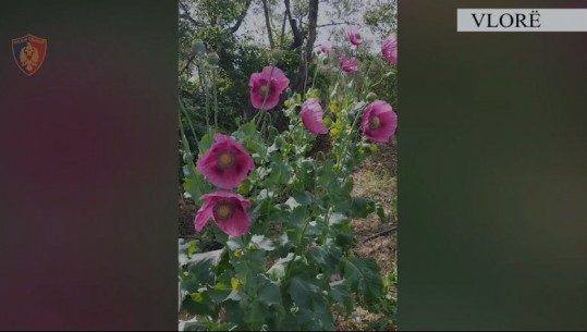 Zbulohet si rrallë herë opium në Vlorë, 70 bimë të mbjella në një arë, arrestohet 50-vjeçari (VIDEO)