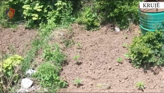 VIDEO/ Zbulohet një parcelë me 160 rrënjë kanabis në fshatin Sallake në Krujë