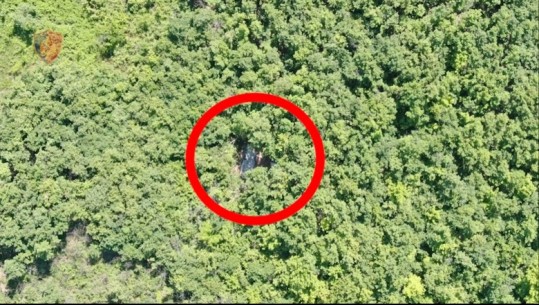 VIDEO/ Droni zbulon serën me 3 mijë fidanë kanabis në mes të pyllit në Lezhë, autorët nuk dihen ende 