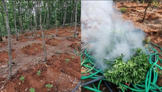 Operacioni anti-drogë në Lezhë, asgjësohen 600 bimë kanabis në disa fshatra! Autorët nuk dihen ende