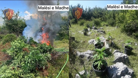 Malësi e Madhe, kultivuan 116 bimë kanabis në fshatin Vukpalaj! Një i arrestuar dhe një në kërkim