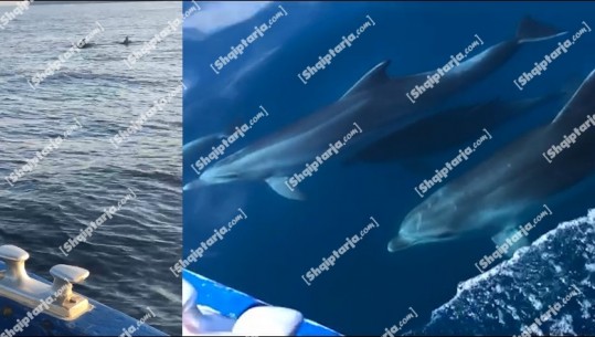 Video e rrallë në Sazan: Delfinët mahnisin turistët