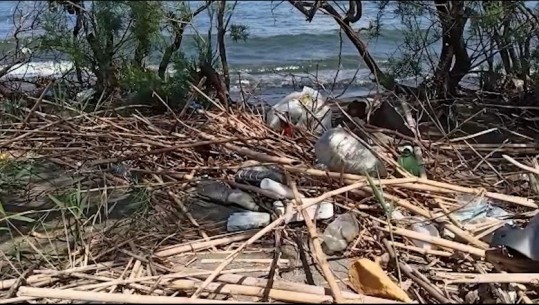 Ndotje alarmate, kafshë të ngordhura në Adrtiatik! Rrjedha e lumit Drin çon me tonelata plehra në det