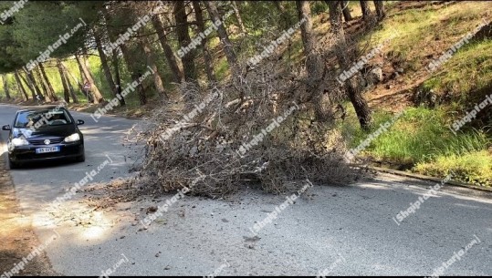 VIDEO/ Rrëzohet pema në aksin Krujë - Fushë Krujë, vështirësohet lëvizja e makinave