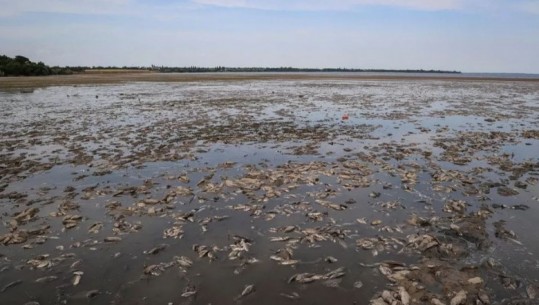 Kiev, peshqit ngordhin pas shkatërrimit të digave, rrezik i lartë për helmim