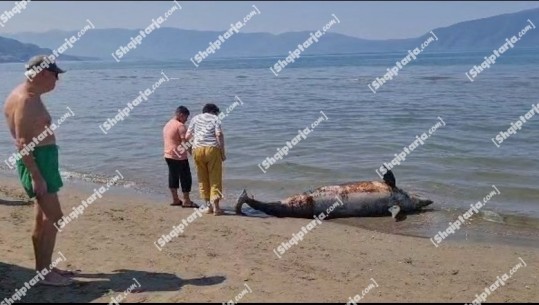VIDEO/ Gjendet delfini i ngordhur në afërsi të plazhit të Vjetër në Vlorë! Dyshohet se u godit nga helikat