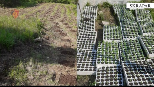 Sekuestrohen 1000 rrënjë kanabisi në Skrapar, autori në kërkim 