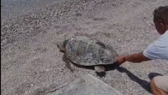 Breshka e rrallë 'kareta-kareta' bie në rrjetën e peshkatarëve në Vlorë (VIDEO)