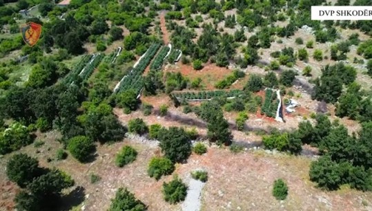 Asgjësohen 5000 rrënjë kanabis në Shkodër, Vaun e Dejës dhe Fushë Arrëz! 1 i arrestuar 5 në kërkim