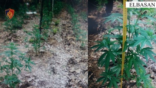 Kultivuan lëndë narkotike në fshatin Seltë në Elbasan, 2 të arrestuar, 1 në kërkim