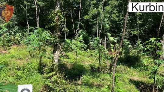 Policia asgjëson 5490 bimë kanabisi në 4 fshatra të Lezhës e Kurbinit, mbyll 1200 gropa që do përdoreshin për kultivim