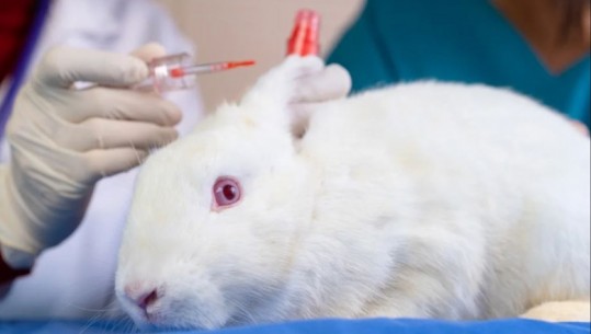 Kanadaja ndalon testimin e produkteve kozmetike tek kafshët