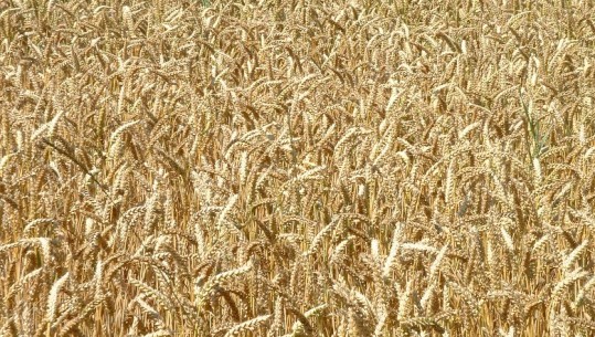 Moska: Nuk ka asnjë bazë për zgjatjen e marrëveshjes për grurin