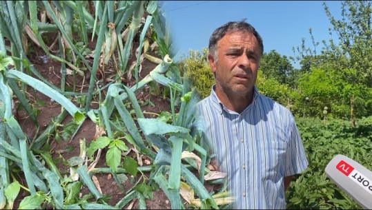 Breshëri la pa prodhim fermerët e Perondisë në Kuçovë! Viti i dytë që gruri e pemët dëmtohen, asnjë dëmshpërblim! Dr. i Bujqësisë: 75 milion lekë dëme