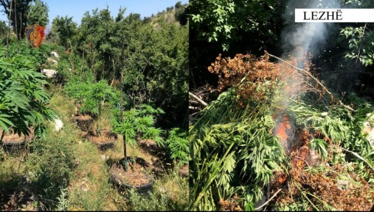 Asgjësohen 1779 bimë narkotikë në qarkun e Lezhës