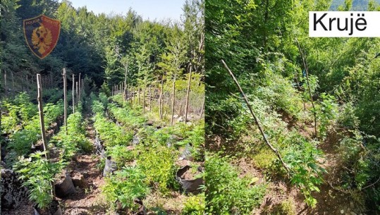 Gjenden 635 bimë kanabisi në disa fshatra të Krujës, kultivuesit e tyre nuk dihen ende