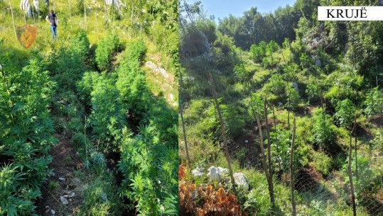 Dronët zbulojnë 875 bimë kanabisi në fshatin Cudhi të Krujës, autorët nuk dihen ende