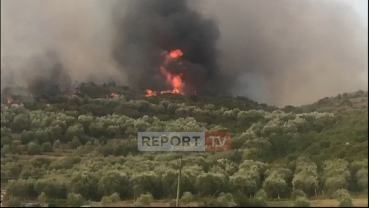 VIDEO/ Tjetër zjarr në Vlorë, përfshihen nga flakët plantacionet me ullinj në fshatin Risili