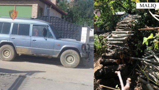 Po transportonin 70 m³ dru të prera në pyje me dy fuoristrada, arrestohet një 47-vjeçar në Maliq! Në kërkim vëllai i tij 