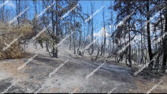 I vuri flakën barishteve, por zjarri dogji 300 pemë frutore, vihet në hetim një person në Devoll