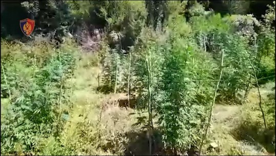 VIDEO/ Operacion anti-drogë, zbulohen 773 bimë kanabisi të kultivuara në malësinë e Krujës! Ende s'dihen autorët