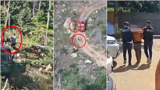 VIDEO/ Prisnin dru në zonë të mbrojtur, arrestohen tre persona në Bulqizë! Në kërkim dy vëllezërit organizatorë 