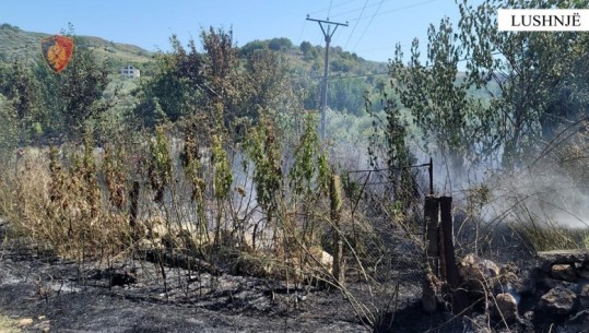 Dogji 30 hektarë me vreshta dhe dru frutorë, arrestohet 19-vjeçari në Lushnjë