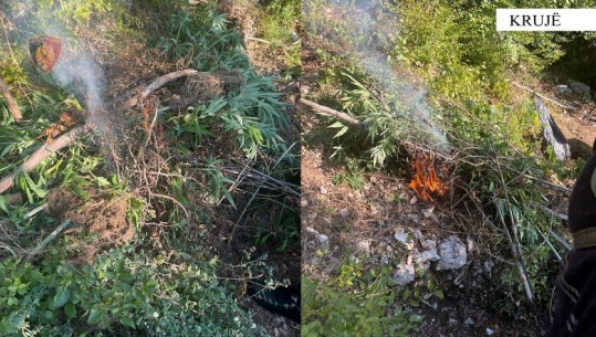 Operacion anti-drogë në Krujë, zbulohen 910 bimë kanabisi! Ishin kultivuar në zona malore dhe të pyllëzuara