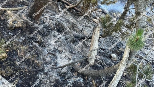 Zjarr në malin e Gjallicës në Kukës, vatrat aktive prej ditësh shkrumbojnë 10 hektarë me pisha