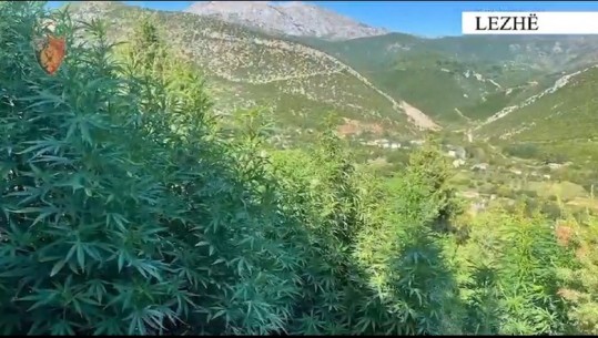Operacioni anti-drogë në Shkodër, Lezhë, Krujë dhe Tropojë! Dronët zbulojnë mbi 20 mijë rrënjë kanabisi, 1 në pranga dhe 10 në kërkim