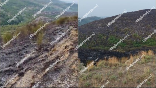 Fier/ Shuhet zjarri në kodrat me ullinj në fshatin Jarua, flakët rrezikuan banesat! Digjen 10 ha ullishte