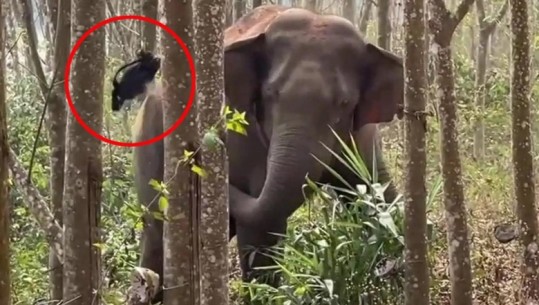 VIDEOLAJM/ Elefanti ‘inteligjent’ ndihmon policinë të zbulojë 2.8 kg opium të fshehur në pyll
