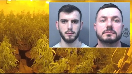 EMRAT/ Akuzohen për një plantacion droge me vlerë e 85 mijë paund, katër shqiptaret para gjykatës në Britani! U arrestuan në shkurt të këtij viti